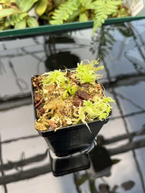 Wide Angle of Nepenthes villosa 'ABG' | Florae Collaborative | FC-070.IC | 20742