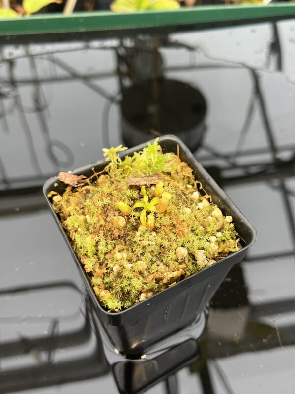 Wide Angle of Nepenthes villosa | G. Kinabalu | Florae Collaborative | FC-216 | H21044