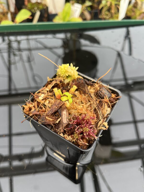 Wide Angle of Nepenthes villosa x edwardsiana | JH | Clone 2 | Florae Collaborative | FC-322.02 | 21045