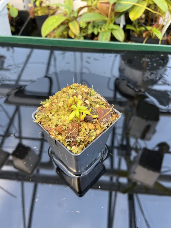 Wide Angle of Nepenthes villosa x lowii | JH | Florae | Clone 8 | Florae Collaborative | FC-326.08 | 20879