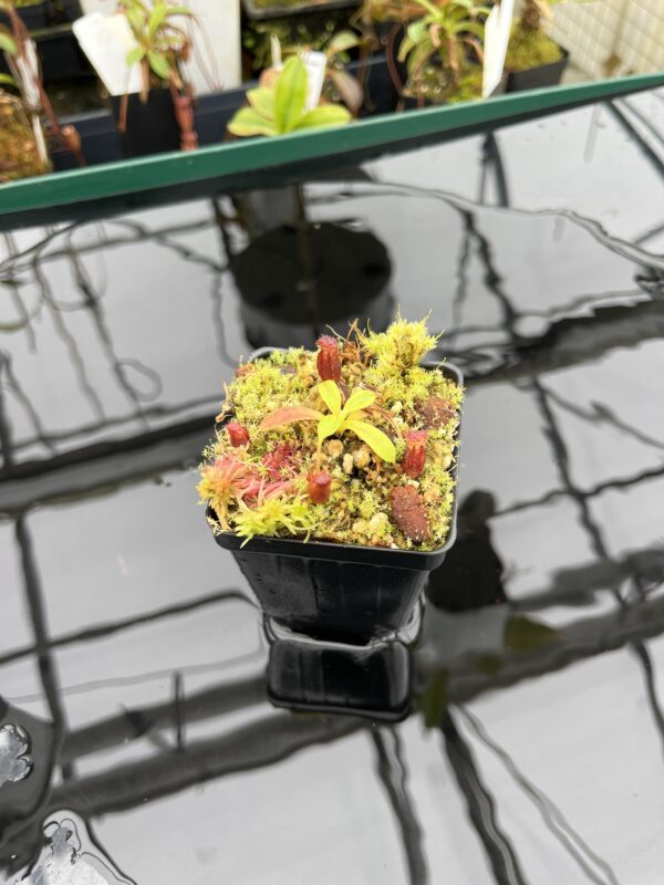 Wide Angle of Nepenthes villosa x lowii | JH | | Florae | Florae Collaborative | FC-326.12 | H20910