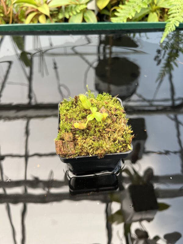 Wide Angle of Nepenthes villosa x (lowii x truncata) - giant | JH | Clone 2 | Florae Collaborative | FC-321.02 | 20738
