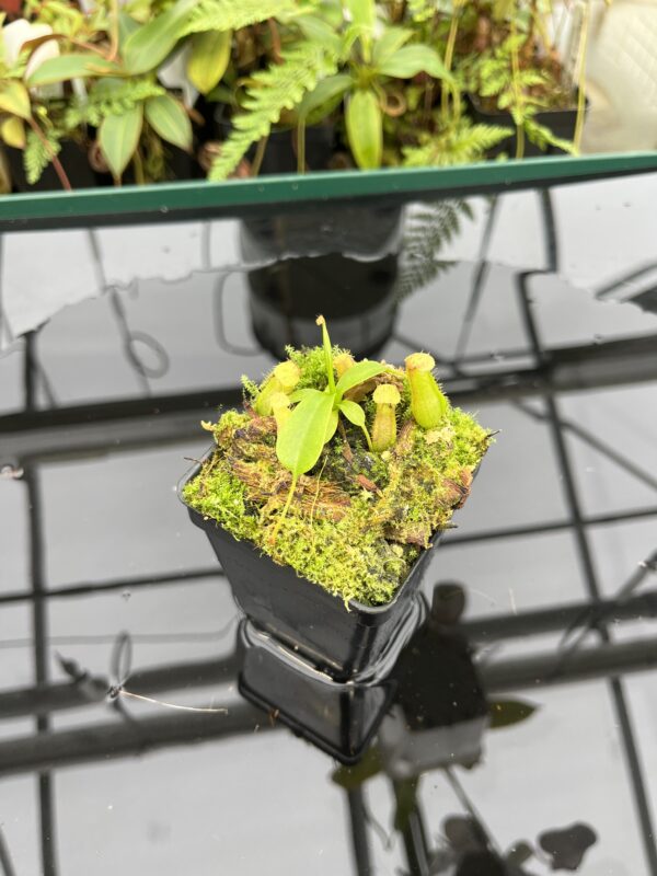 Wide Angle of Nepenthes villosa x ventricosa | JH | Florae | Florae Collaborative | FC-325.02 | 20788