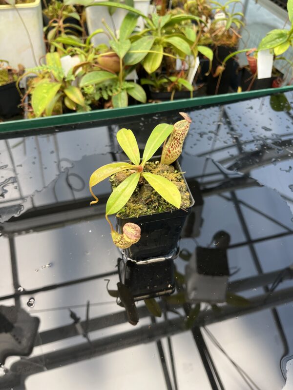 Wide Angle of Nepenthes vogelii x ventricosa | Borneo Exotics | BE-4593 | 20862