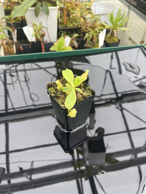 Wide Angle of Nepenthes xhookeriana | Florae Collaborative | FC-116 | L20920