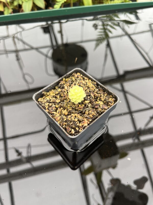 Wide Angle of Pinguicula esseriana {light pink flw, Giant} | Best Carnivorous Plants | BCP-1356 | 20769