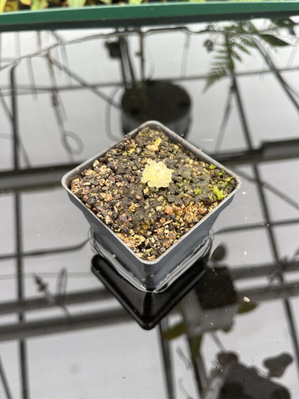 Wide Angle of Pinguicula jaumavensis {75} | Best Carnivorous Plants | BCP-549 | 20771