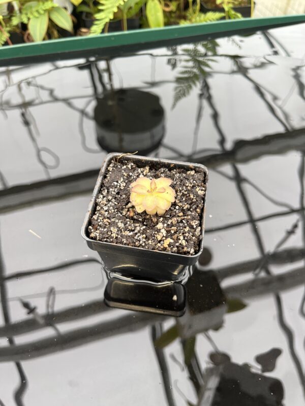 Wide Angle of Pinguicula laueana {undulate geranium flower} | Best Carnivorous Plants | BCP-2277 | 20767
