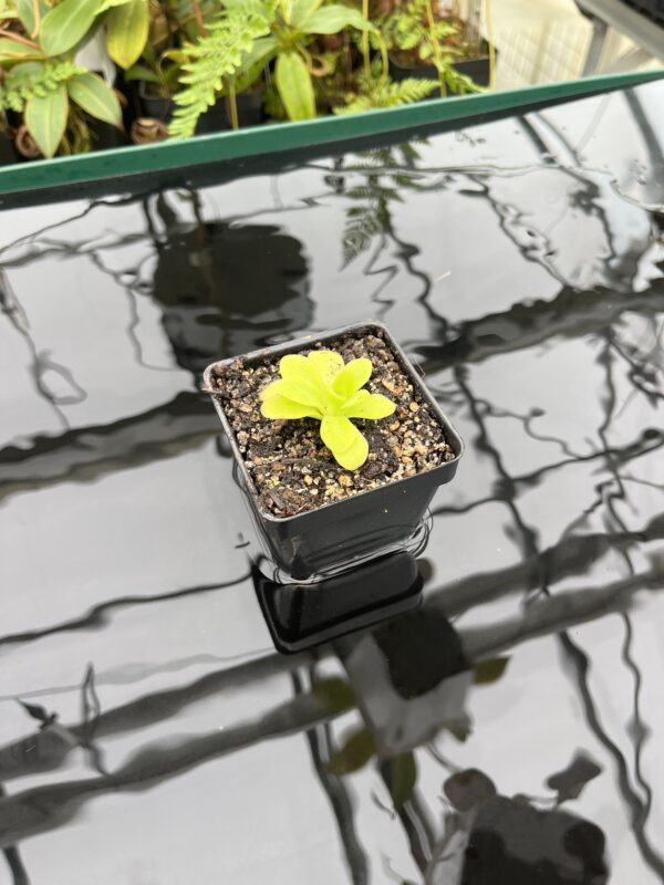 Wide Angle of Pinguicula martinezii | Best Carnivorous Plants | BCP-2222 | 20764