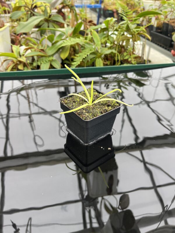 Wide Angle of Pinguicula moctezumae | Best Carnivorous Plants | BCP-670 | 20761