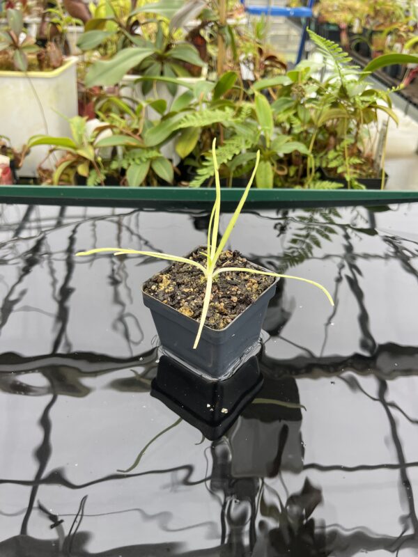 Wide Angle of Pinguicula moctezumae {very big flower, clone selected from seeds collected on a type locality} | Best Carnivorous Plants | BCP-2018 | 20762