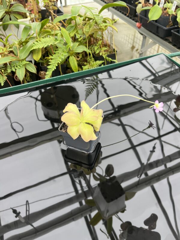 Wide Angle of Pinguicula moranensis {near Huajuapan, Oaxaca, Mexico} | Best Carnivorous Plants | BCP-623 | 20757