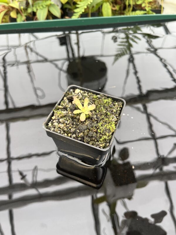 Wide Angle of Pinguicula nivalis hybr. cv. BCP 'Crystal' | Best Carnivorous Plants | BCP-514 | 20770