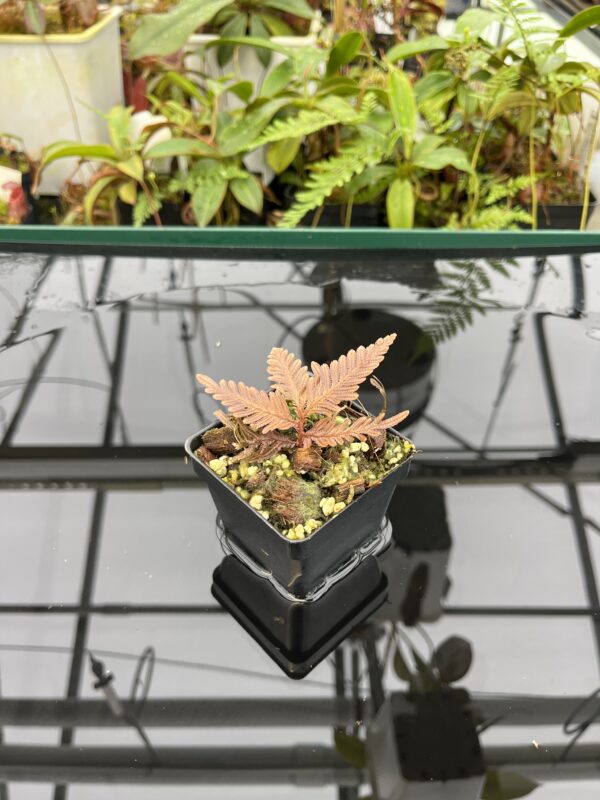Wide Angle of Selaginella megalura 'Borneo' (Indonesia, Borneo) | Florae Collaborative | FC-596 | 20801