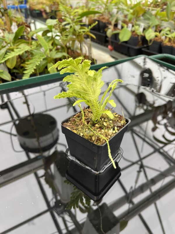 Wide Angle of Selaginella sp | Florae Collaborative | FC-580 | 20802