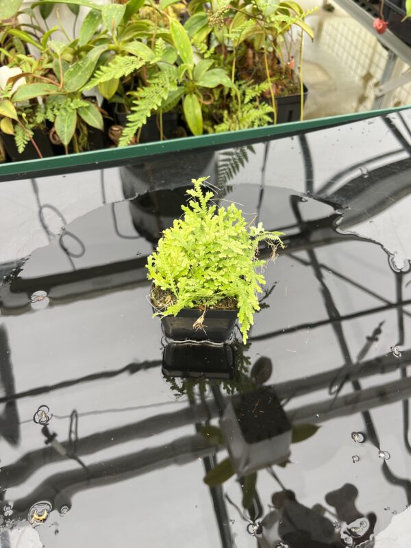 Wide Angle of Selaginella sp | Florae Collaborative | FC-584 | 20793