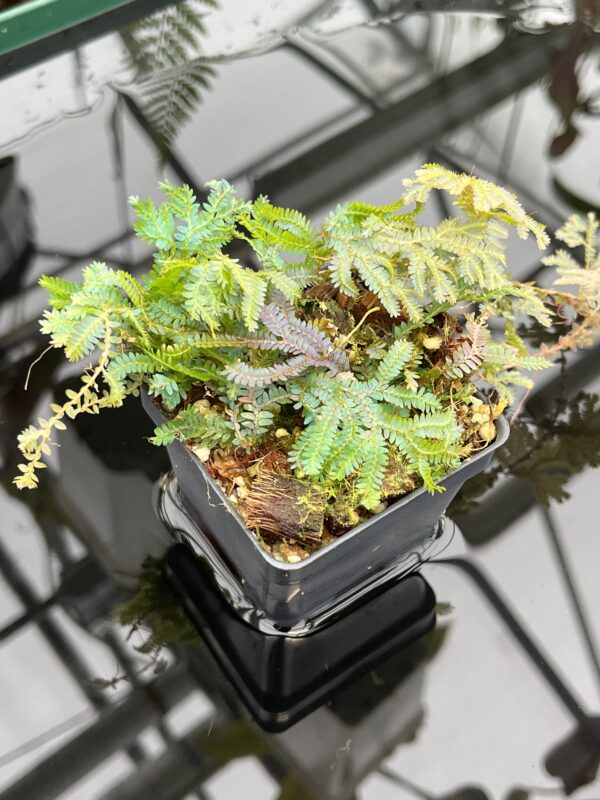 Wide Angle of Selaginella sp | Florae Collaborative | FC-588 | 20799