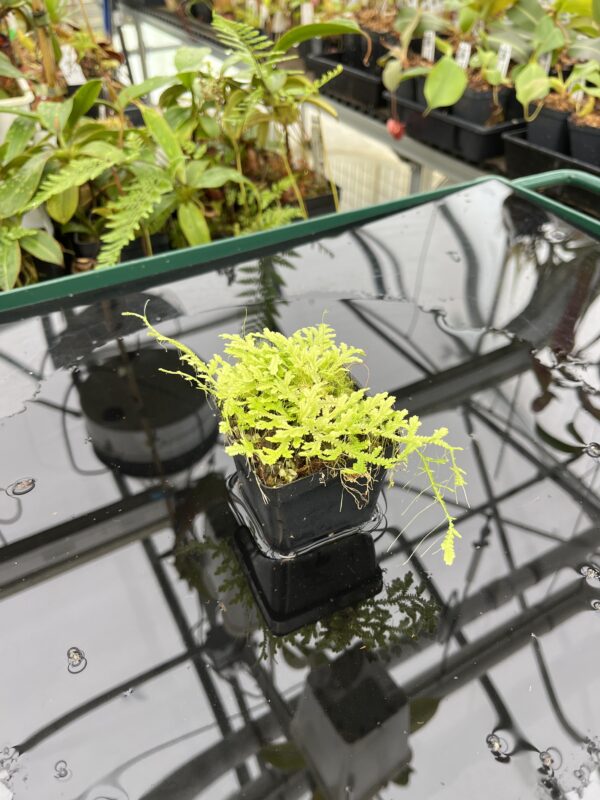 Wide Angle of Selaginella sp | Florae Collaborative | FC-590 | 20794