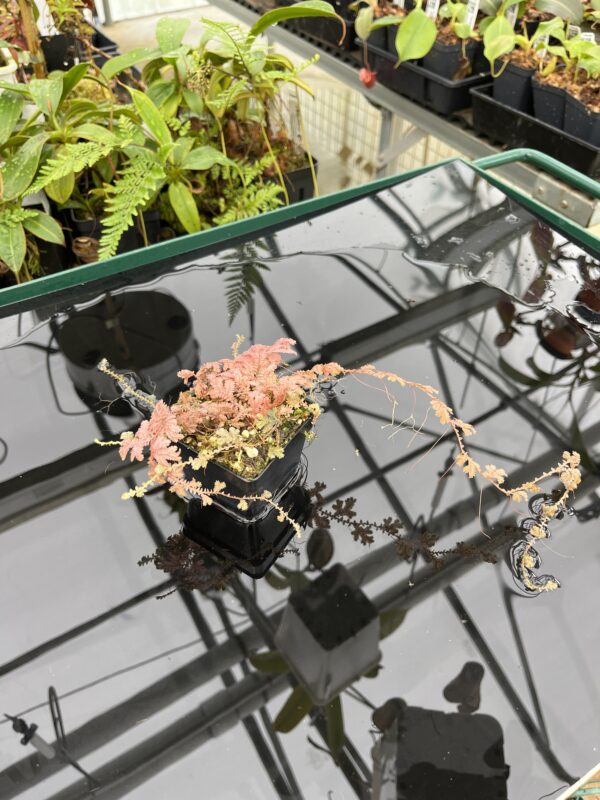 Wide Angle of Selaginella sp | Florae Collaborative | FC-592 | 20796