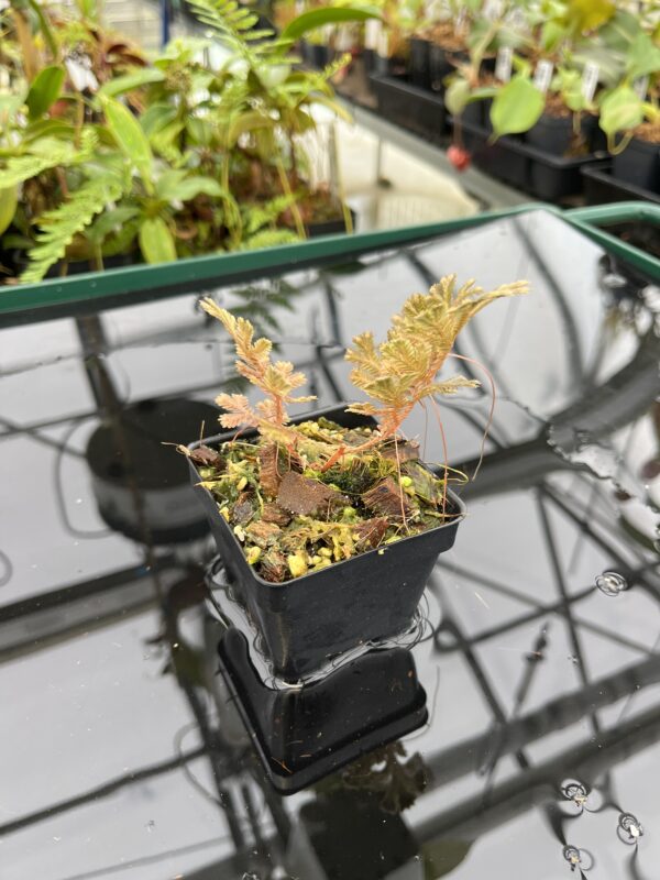 Wide Angle of Selaginella sp | Florae Collaborative | FC-593 | 20795