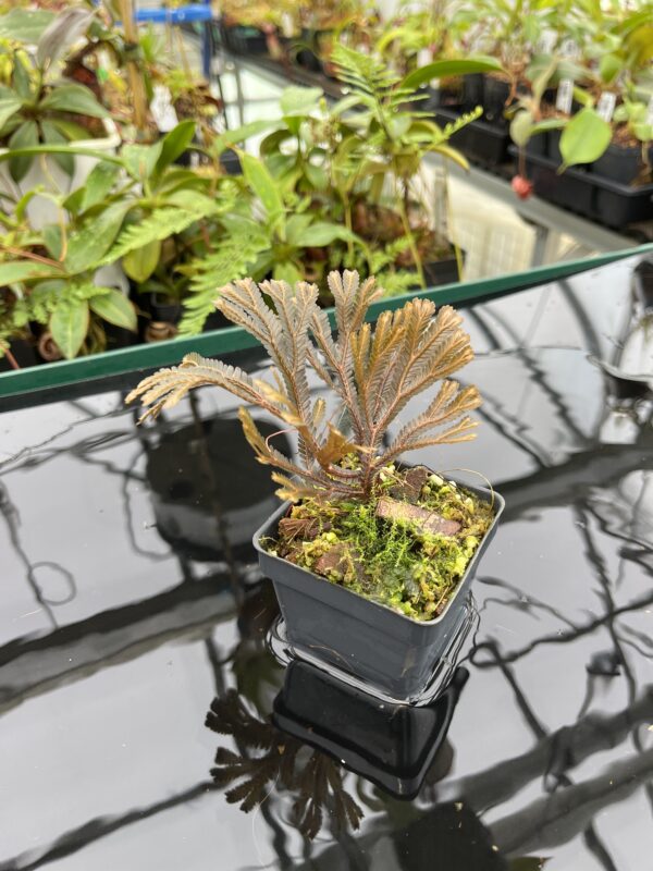 Wide Angle of Selaginella sp indonesia dark | Florae Collaborative | FC-586 | 20797