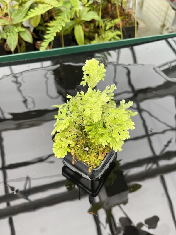 Wide Angle of Selaginella sp peru | Florae Collaborative | FC-585 | 20798