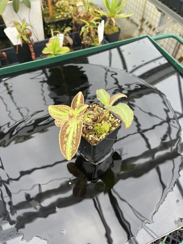 Wide Angle of Sonerila cantonensis (Vietnam) | Florae Collaborative | IN20940