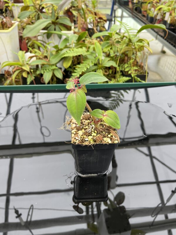Wide Angle of Sonerila sp Green (Thailand) | Florae Collaborative | 20779