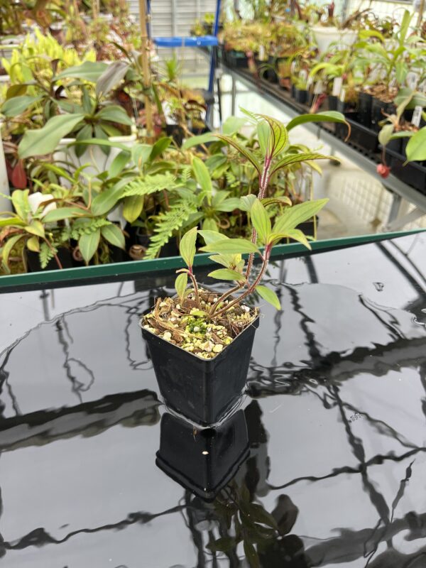 Wide Angle of Sonerila sp vietman | Florae Collaborative | 20778
