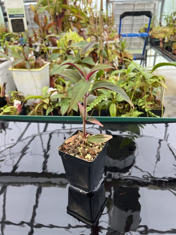 Wide Angle of Sonerila sp vietnam | Florae Collaborative | 20777