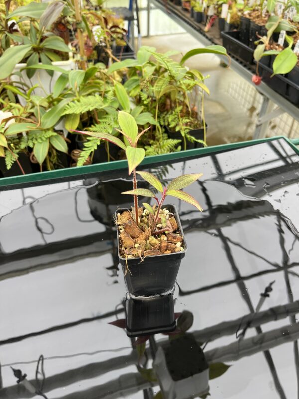 Wide Angle of Sonerila sp vietnam dots | Florae Collaborative | 20773