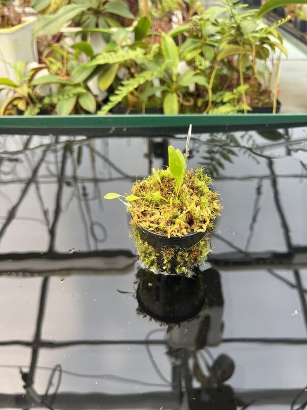 Wide Angle of Utricularia asplundii | Best Carnivorous Plants | BCP-108 | 20846