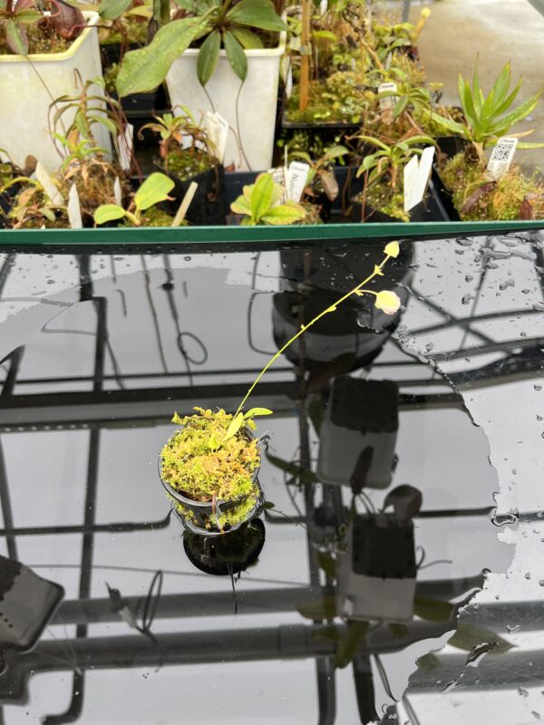 Wide Angle of Utricularia asplundii | Best Carnivorous Plants | BCP-108 | 21056
