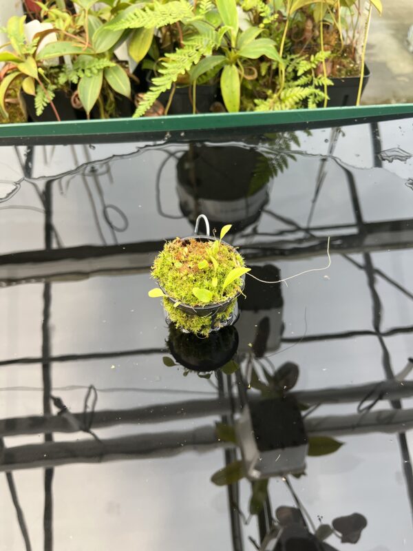 Wide Angle of Utricularia asplundii x U. campbelliana {mixed clones} | Best Carnivorous Plants | BCP-1655 | 20845