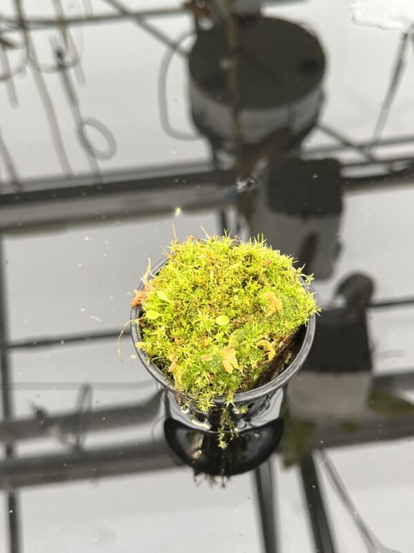 Wide Angle of Utricularia campbelliana {Wei Tepui} | Best Carnivorous Plants | 21057