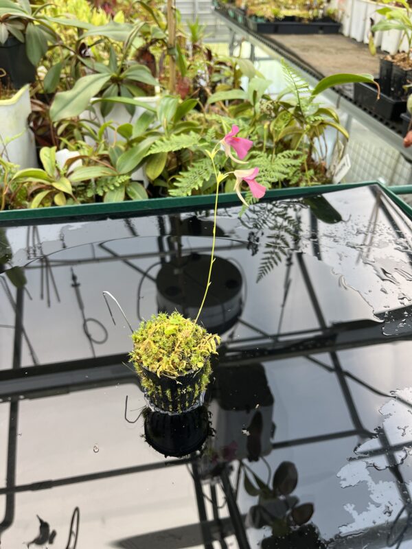 Wide Angle of Utricularia campbelliana x U. asplundii {mixed clones} | Best Carnivorous Plants | BCP-1656 | 20753