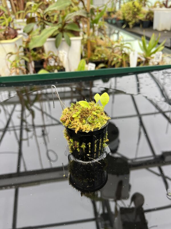 Wide Angle of Utricularia campbelliana x U. asplundii {mixed clones} | Best Carnivorous Plants | BCP-1656 | 21058