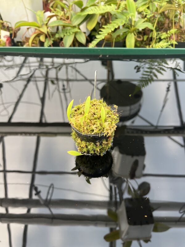 Wide Angle of Utricularia cv. JITKA (= Utricularia quelchii x Utricularia praetermissa) | Best Carnivorous Plants | 20842