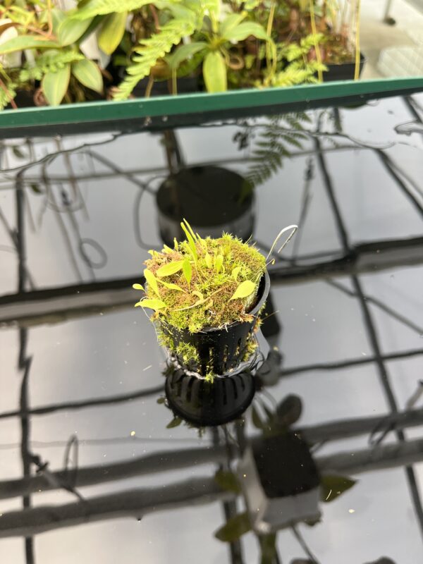 Wide Angle of Utricularia endresii | Best Carnivorous Plants | BCP-026 | 20847