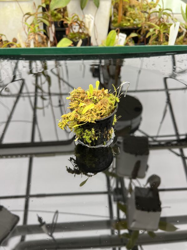 Wide Angle of Utricularia endresii | Best Carnivorous Plants | BCP-026 | H21052