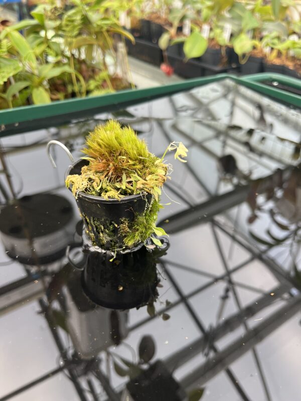 Wide Angle of Utricularia jamesoniana {Amuri Tepui, Chimanta Massif, Venezuela} | Best Carnivorous Plants | 20851
