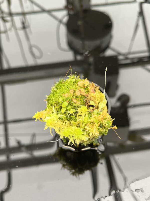 Wide Angle of Utricularia jamesoniana {near Casabito, Dominican Republic} | Best Carnivorous Plants | BCP-2029 | H21054