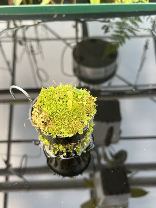 Wide Angle of Utricularia quelchii {Auyan Tepui} | Best Carnivorous Plants | 20843