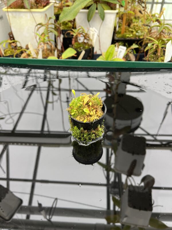 Wide Angle of Utricularia quelchii | Best Carnivorous Plants | 21053