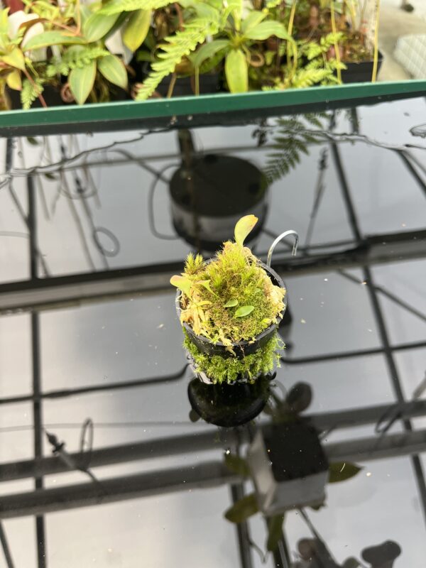 Wide Angle of Utricularia quelchii {Kukenan Tepui, Venezuela} | Best Carnivorous Plants | 20848