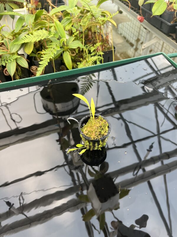 Wide Angle of Utricularia uxoris {El Copal, Pejibaye, Cartago province, Costa Rica} | Best Carnivorous Plants | BCP-2186, 2092 | 20844