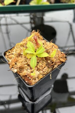 Close Up of Nepenthes (boschiana x veitchii (m) Bario - squat, pink) x (lowii x truncata - giant) | Florae | Florae Collaborative | FC-397.10 | 20999