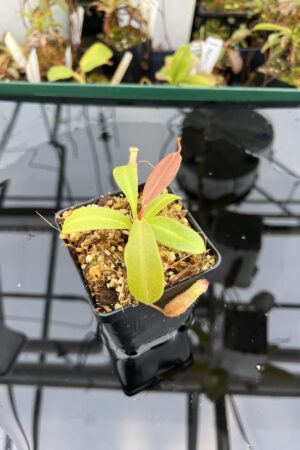 Close Up of Nepenthes boschiana x villosa | Florae Collaborative | FC-366.04 | 21113