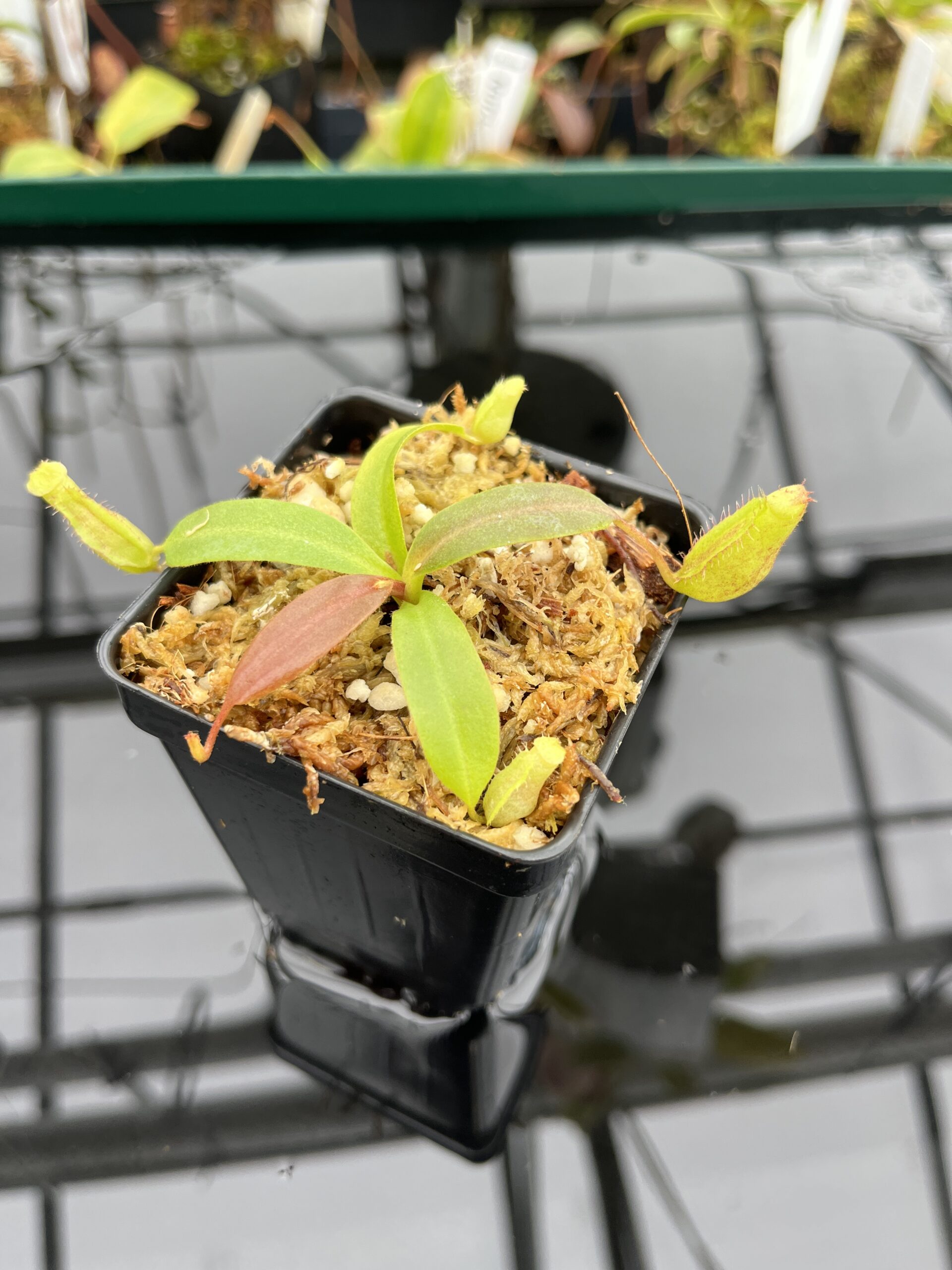 Close Up of Nepenthes boschiana x villosa | Florae Collaborative | FC-366.11 | 21183