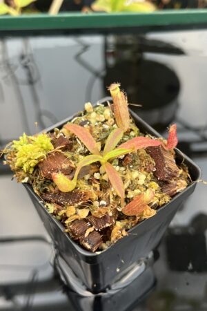 Close Up of Nepenthes {[(lowii x veitchii) x boschiana] x [(veitchii x maxima) x veitchii]} x edwardsiana | Florae Collaborative | FC-145.03 | 21111